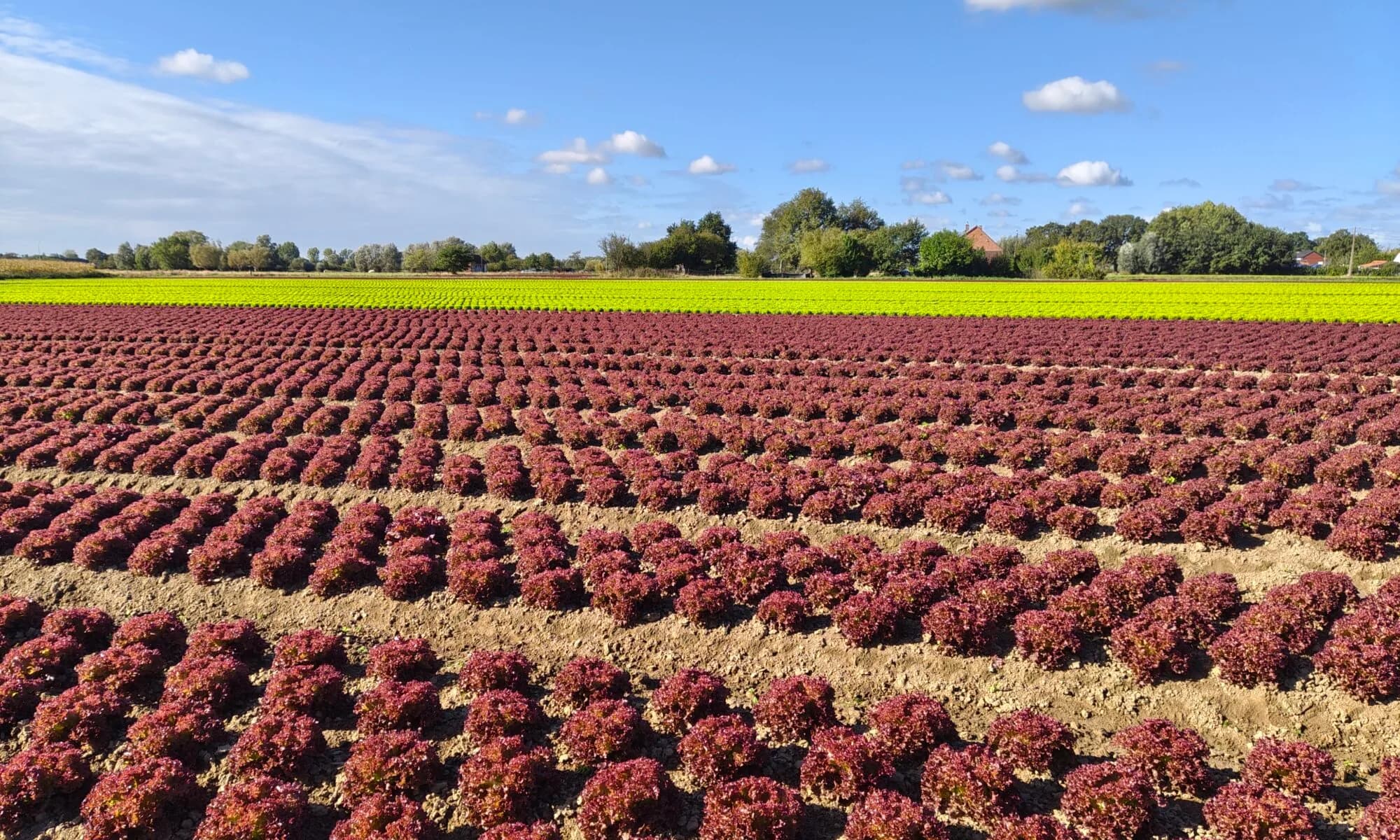 Crotoni lettuce fields in Belgium