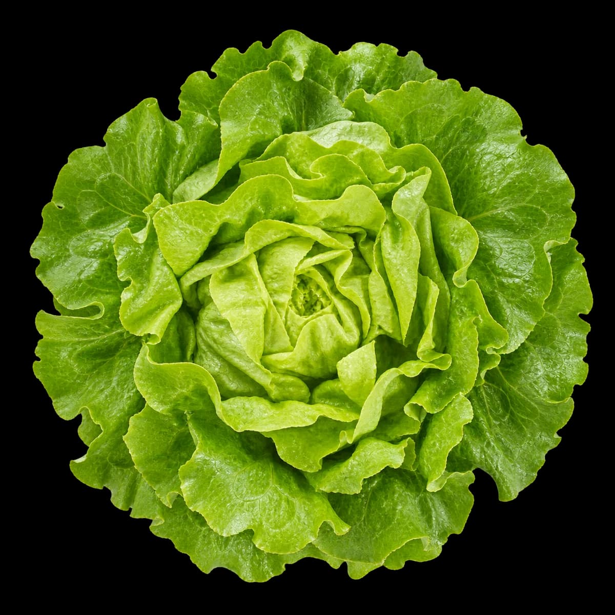 Fresh green lettuce viewed from above