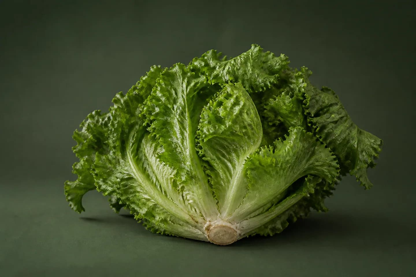 Endive
