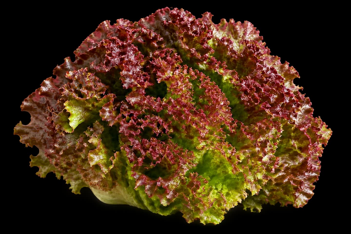 Lollo Rossa