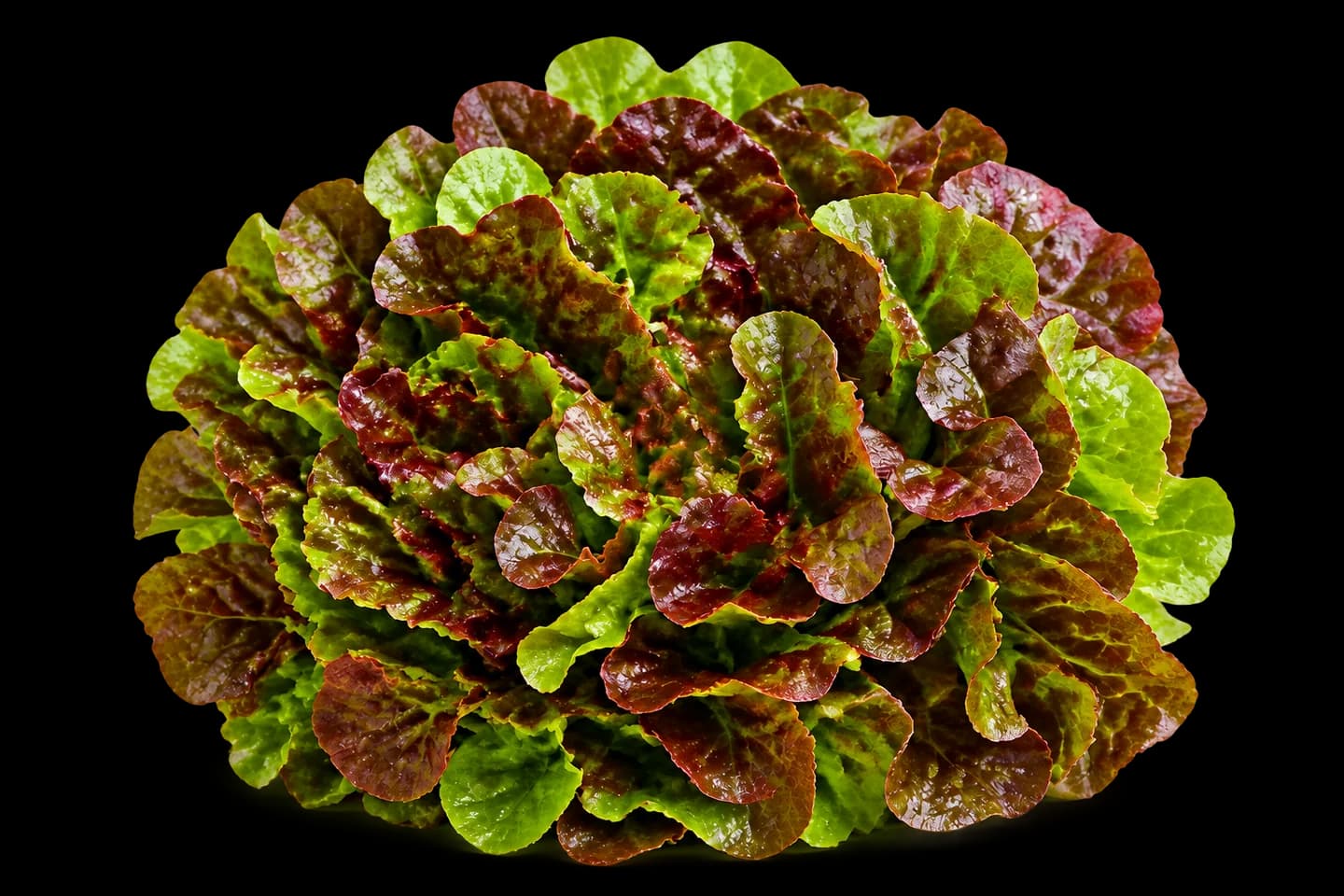 Salanova